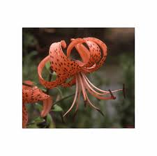 Attēlu rezultāti vaicājumam “Lilium lancifolium”