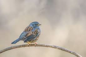 Attēlu rezultāti vaicājumam “Prunella modularis”