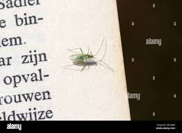 Attēlu rezultāti vaicājumam “Blepharidopterus angulatus”