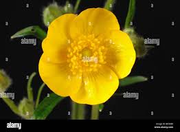 Attēlu rezultāti vaicājumam “Ranunculus repens flower”