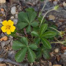 Attēlu rezultāti vaicājumam “Pentaphylloides fruticosa leaf”