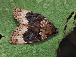 Attēlu rezultāti vaicājumam “Amphipyra perflua”