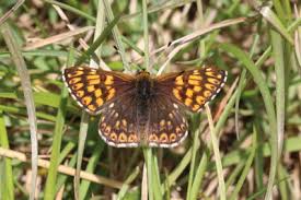 Attēlu rezultāti vaicājumam “Hamearis lucina upperside”