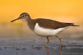 Attēlu rezultāti vaicājumam “Actitis hypoleucos adult”