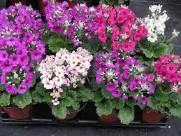 Image result for Primula malacoides