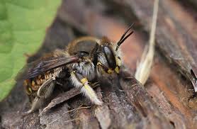 Attēlu rezultāti vaicājumam “Gasteruption jaculator imago”