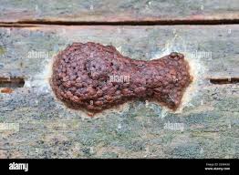 Attēlu rezultāti vaicājumam “Siphoptychium violaceum young”