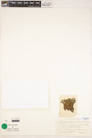 Attēlu rezultāti vaicājumam “Timmia megapolitana”