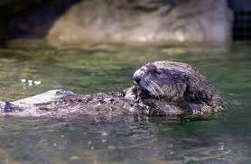 Image result for Eltham Otters