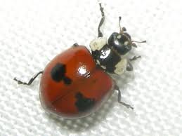 Attēlu rezultāti vaicājumam “Adalia bipunctata”