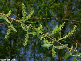 Attēlu rezultāti vaicājumam “Salix x doniana flower”