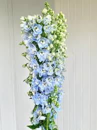 Image result for Delphinium