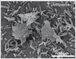 Attēlu rezultāti vaicājumam “Trichia decipiens”