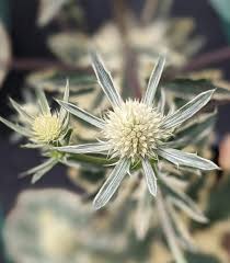 Attēlu rezultāti vaicājumam “Eryngium planum flower”