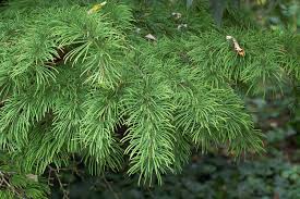 Attēlu rezultāti vaicājumam “Larix”