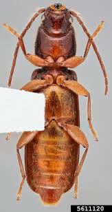 Attēlu rezultāti vaicājumam “Nothorhina punctata”