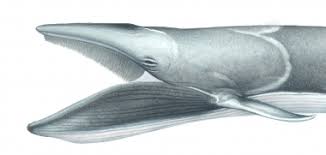 Image result for Balaenoptera omurai