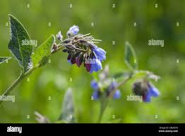 Attēlu rezultāti vaicājumam “Symphytum asperum”