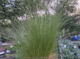 Attēlu rezultāti vaicājumam “Najas tenuissima”