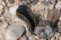 Attēlu rezultāti vaicājumam “Haemopis sanguisuga”