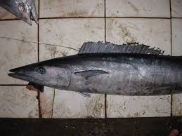 Image result for Acanthocybium solandri