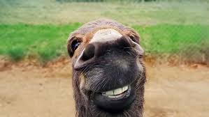 Image result for funniest picture ever