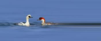 Attēlu rezultāti vaicājumam “Mergus albellus”