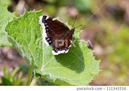 Attēlu rezultāti vaicājumam “Nymphalis antiopa”