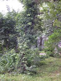 Attēlu rezultāti vaicājumam “Celastrus flagellaris”