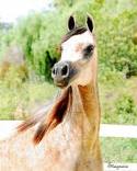 Arabian horse Sale at Mountain Ridge Ranch! Images?q=tbn:ANd9GcQNO75RVC6XZn09M89m90aQMZktbniz0FiowoEIwDIwJKuihE7IdLkROYqe