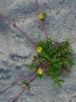 Attēlu rezultāti vaicājumam “Argentina anserina bud”