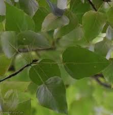 Attēlu rezultāti vaicājumam “Populus x berolinensis”