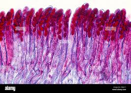 Attēlu rezultāti vaicājumam “Morchella sp.”