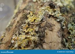 Attēlu rezultāti vaicājumam “Scythris limbella”