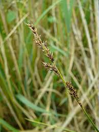 Attēlu rezultāti vaicājumam “Carex appropinquata”