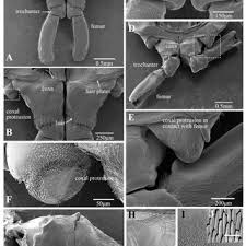 Attēlu rezultāti vaicājumam “Lepyronia coleoptrata”