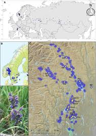 Attēlu rezultāti vaicājumam “Dracocephalum ruyschiana fruit”