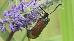 Attēlu rezultāti vaicājumam “Zygaena viciae”