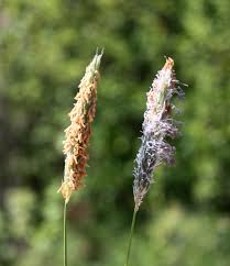 Attēlu rezultāti vaicājumam “Alopecurus pratensis flower”