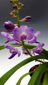 Attēlu rezultāti vaicājumam “Arthonia byssacea”