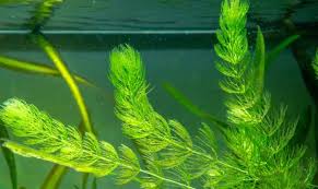 「水蘊草」的圖片搜尋結果