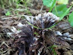Attēlu rezultāti vaicājumam “Thelephora penicillata”