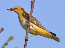 Attēlu rezultāti vaicājumam “Oriolus oriolus female”