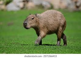 Attēlu rezultāti vaicājumam “Rodentia”