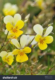 Attēlu rezultāti vaicājumam “Viola tricolor subsp. curtisii”