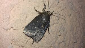 Attēlu rezultāti vaicājumam “Amphipyra livida”