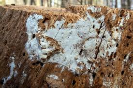 Attēlu rezultāti vaicājumam “Peniophora laurentii”