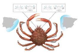 Image result for Maja brachydactyla