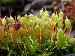 Attēlu rezultāti vaicājumam “Physcomitrium pyriforme sporophyte”