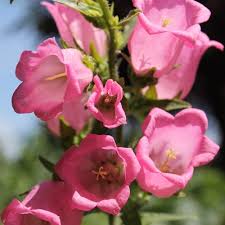 Image result for Marienglockenblumen